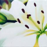 White Lilly